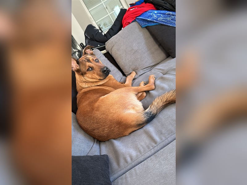 Malinois mischling sucht neues zuhause