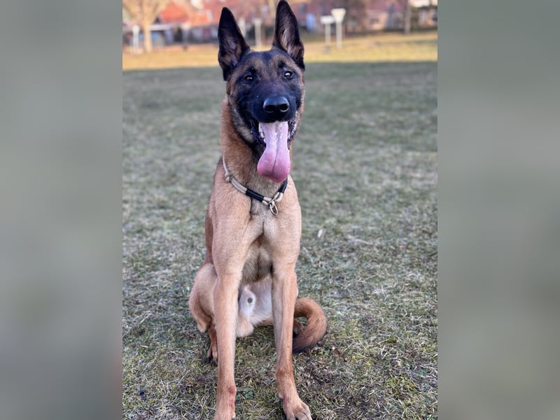 Malinois Rüden
