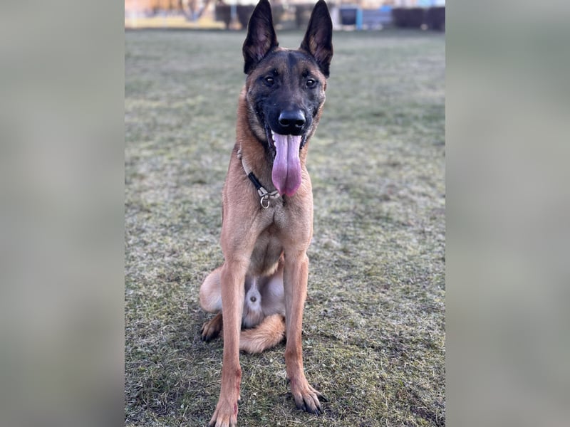 Malinois Rüde