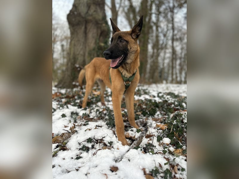 Malinois Rüden