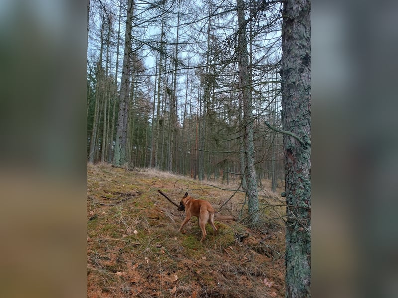 Malinois Rüden