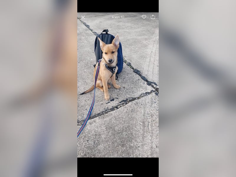 Hunde Welpen