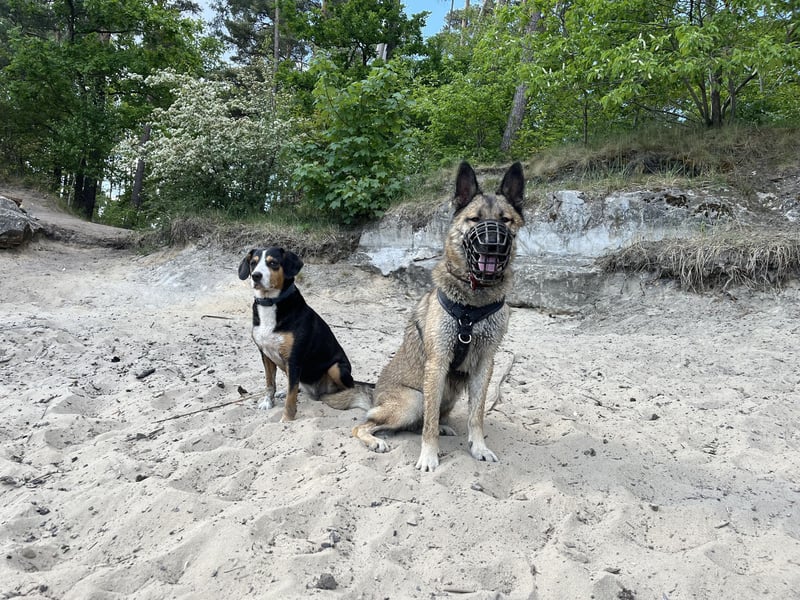 Naruto, Malinois Mix, 2 Jahre