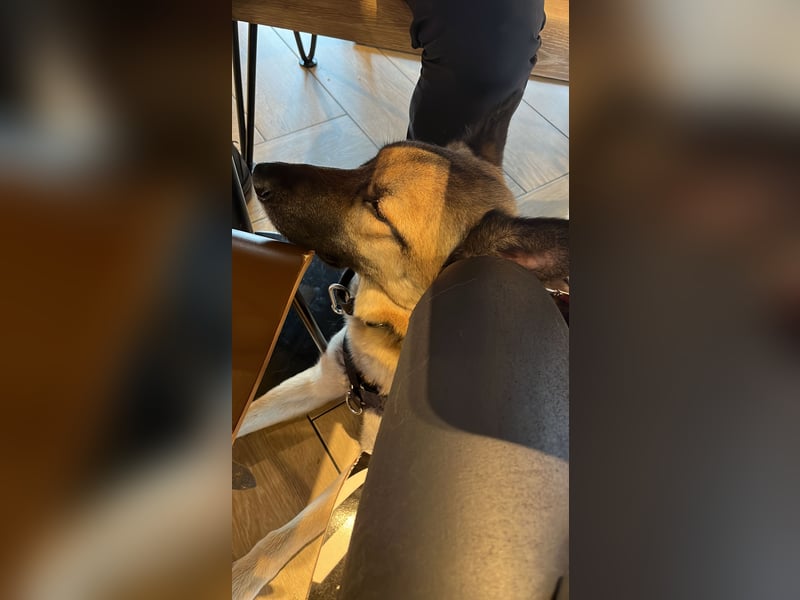 Naruto, Malinois Mix, 2 Jahre