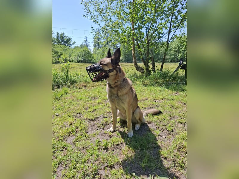 Naruto, Malinois Mix, 2 Jahre