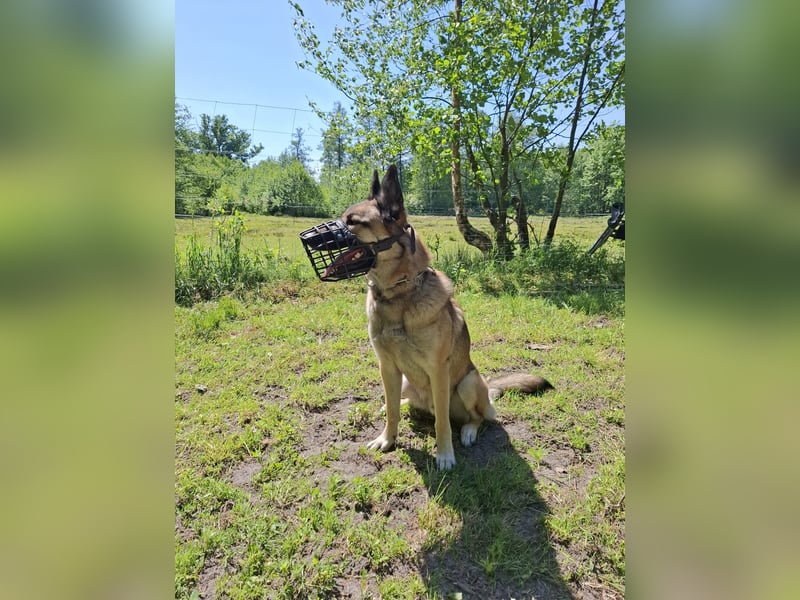 Naruto, Malinois Mix, 2 Jahre
