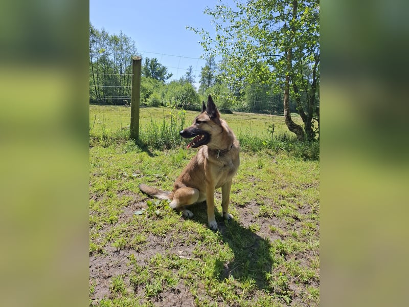 Naruto, Malinois Mix, 2 Jahre