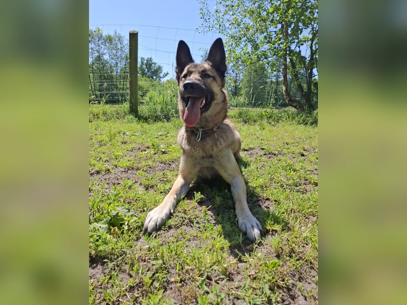 Naruto, Malinois Mix, 2 Jahre