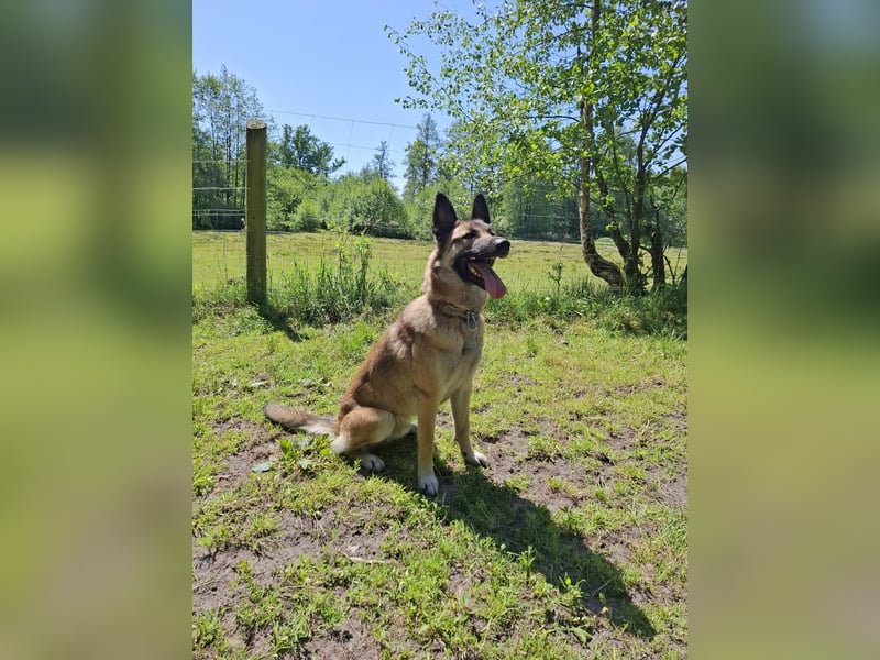 Naruto, Malinois Mix, 2 Jahre