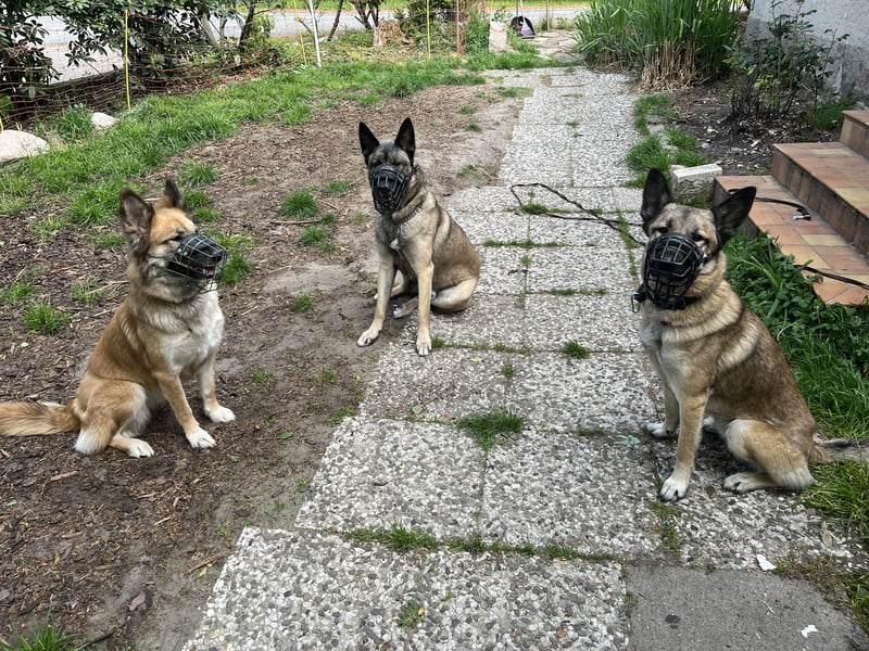 Naruto, Malinois Mix, 2 Jahre