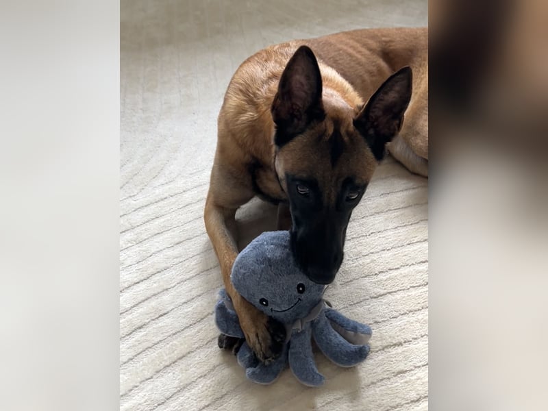 Belgischer Schäferhund/Malinois