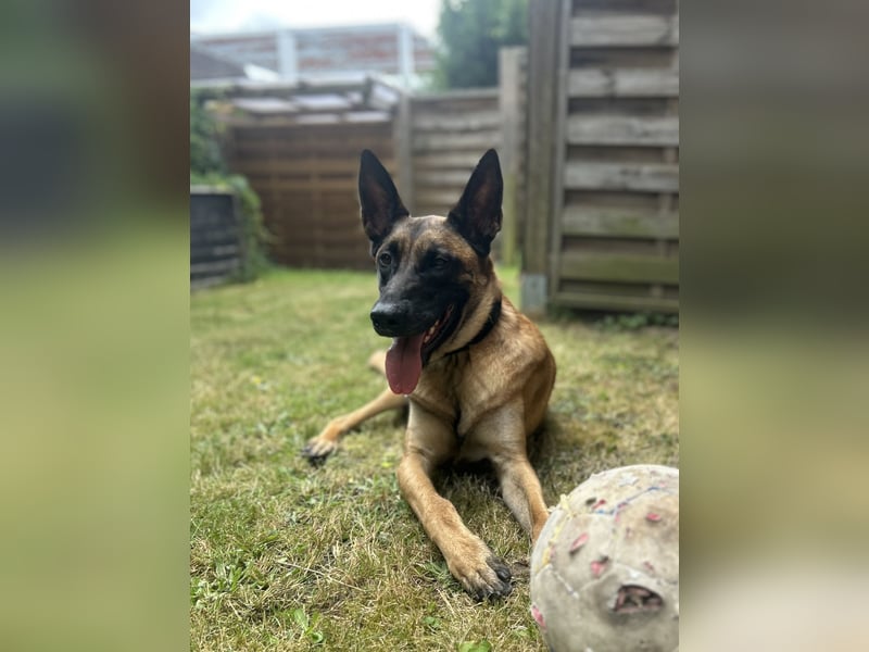 Belgischer Schäferhund/Malinois