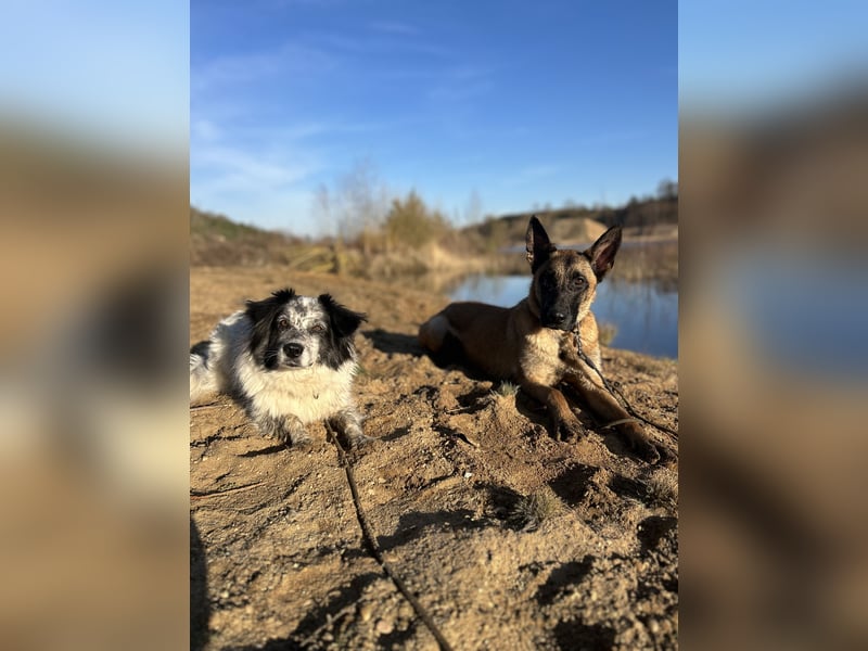 Belgischer Schäferhund/Malinois