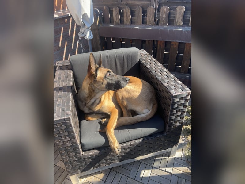 Belgischer Schäferhund/Malinois