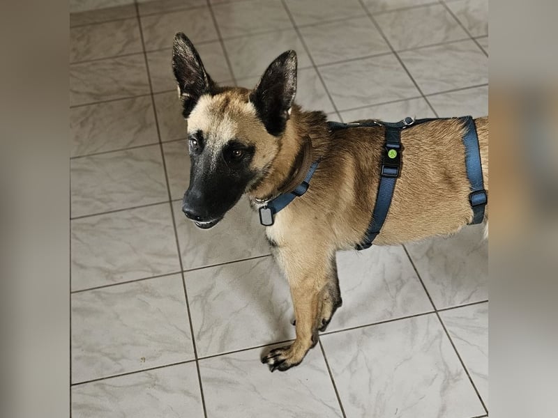 Vito sucht seinen Menschen