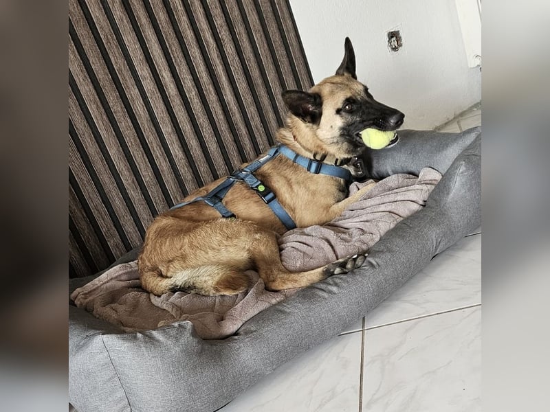 Vito sucht seinen Menschen