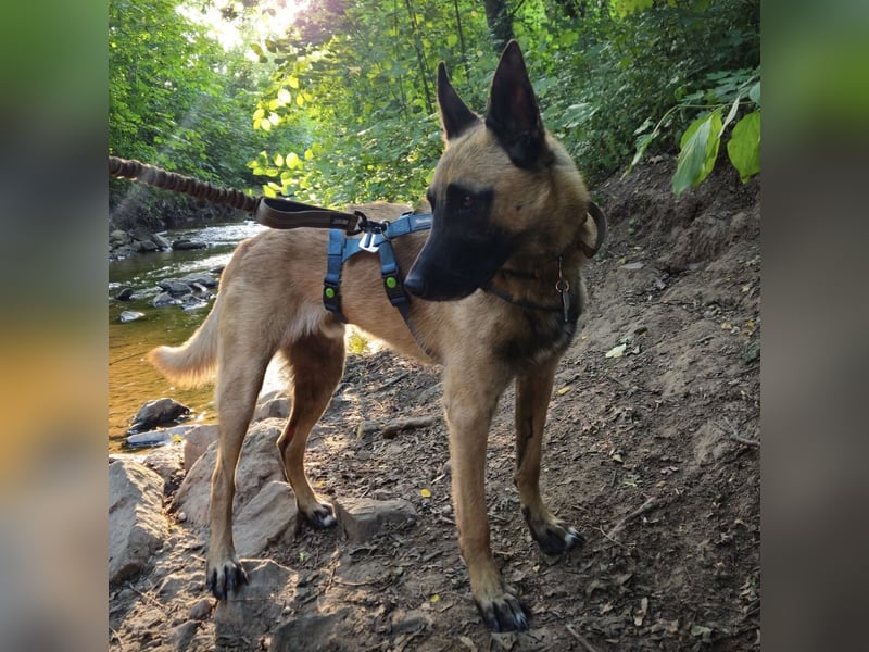 Vito sucht seinen Menschen