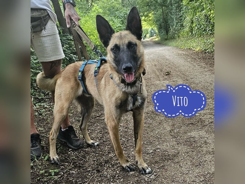 Vito sucht seinen Menschen