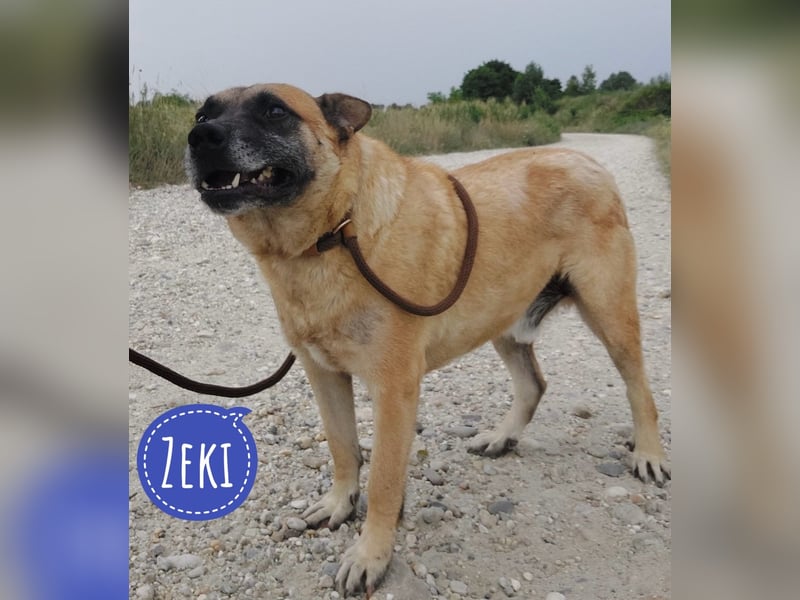 Zeki - hat Hölle hinter sich gelassen