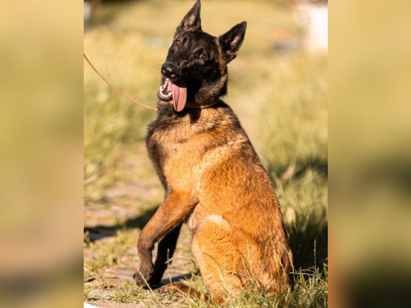 Belgischer Schäfi ♥ Max ♥ verkuschelt Sportskanone