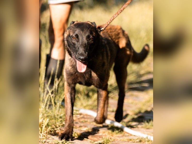 Belgischer Schäfi ♥ Max ♥ verkuschelt Sportskanone