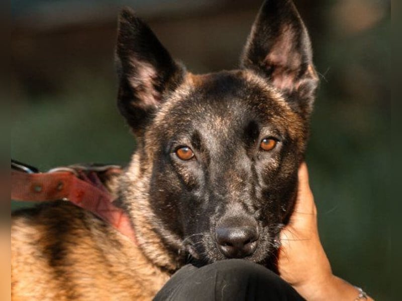 Belgischer Schäfi ♥ Max ♥ verkuschelt Sportskanone