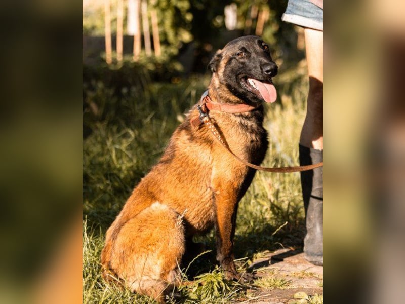 Belgischer Schäfi ♥ Max ♥ verkuschelt Sportskanone