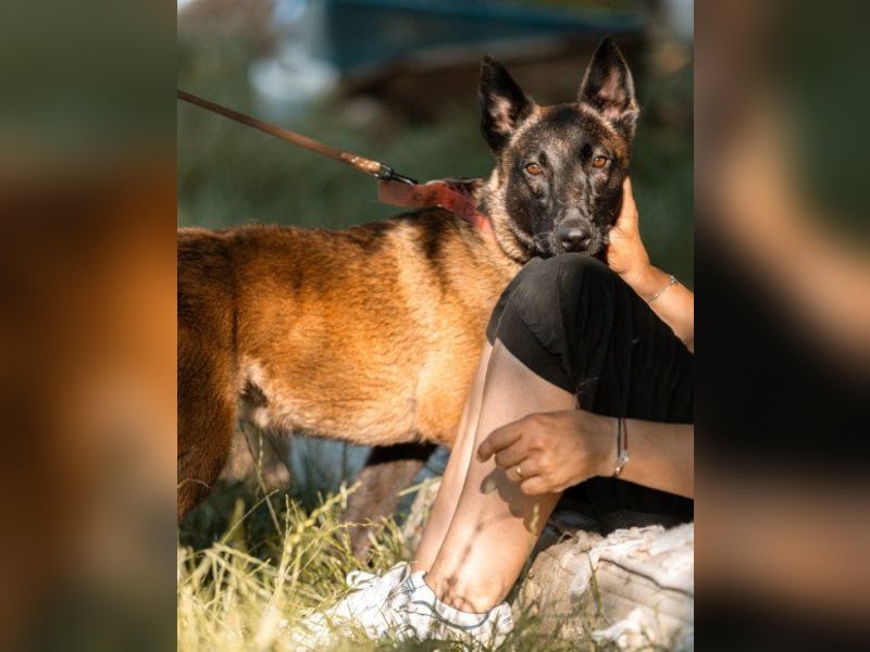 Belgischer Schäfi ♥ Max ♥ verkuschelt Sportskanone