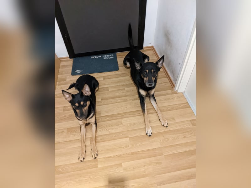 Zwei wunderschöne belgische schäferhunde Mischlinge zu verkaufen