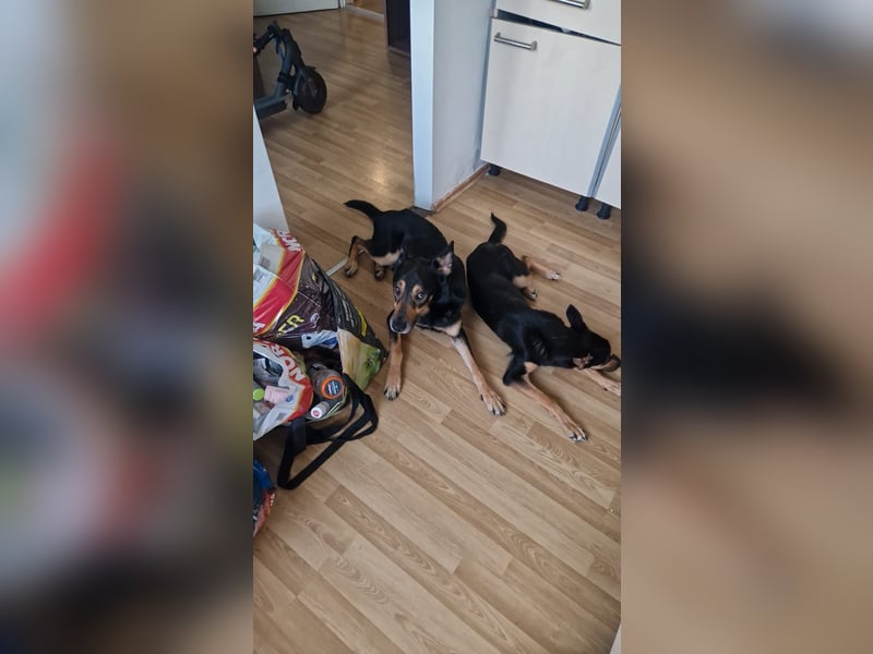 Zwei wunderschöne belgische schäferhunde Mischlinge zu verkaufen