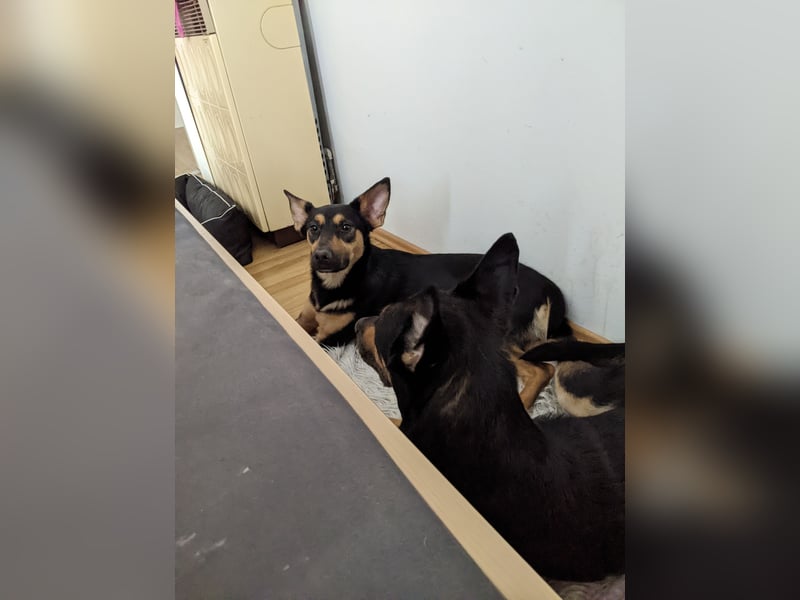 Zwei wunderschöne belgische schäferhunde Mischlinge zu verkaufen