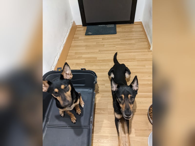 Zwei wunderschöne belgische schäferhunde Mischlinge zu verkaufen