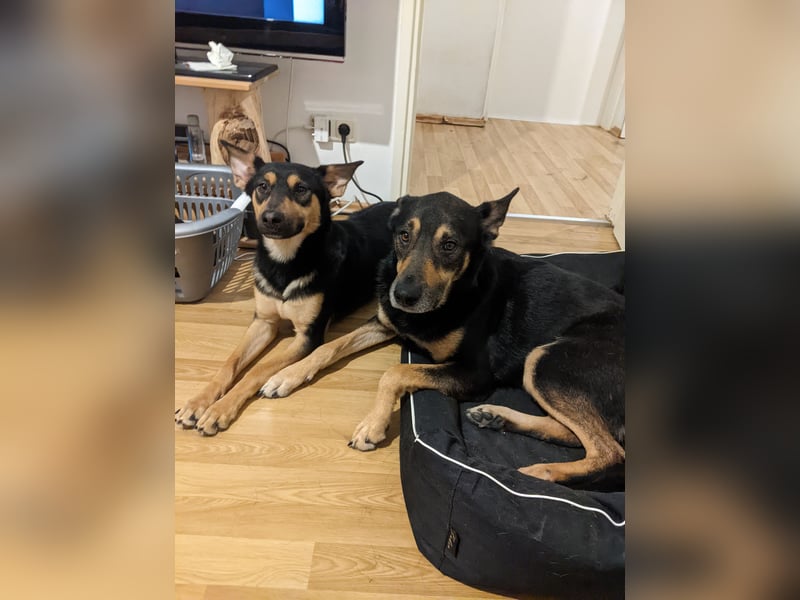 Zwei wunderschöne belgische schäferhunde Mischlinge zu verkaufen