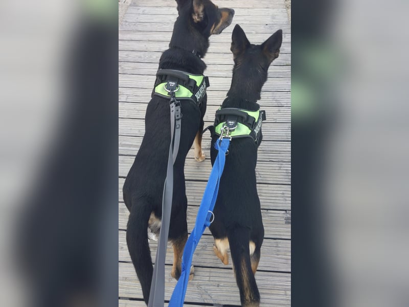 Zwei wunderschöne belgische schäferhunde Mischlinge zu verkaufen