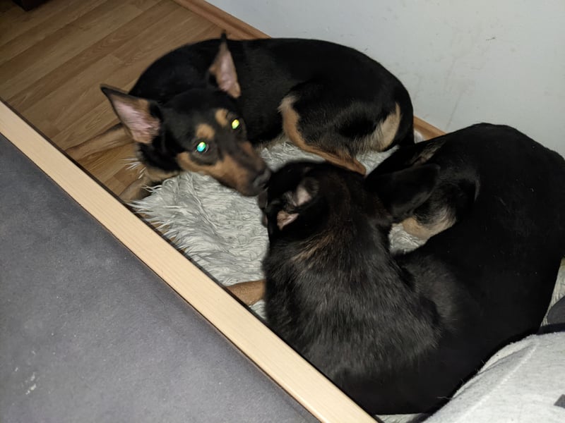 Zwei wunderschöne belgische schäferhunde Mischlinge zu verkaufen