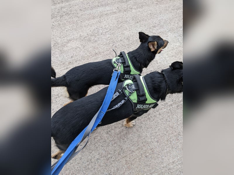 Zwei wunderschöne belgische schäferhunde Mischlinge zu verkaufen