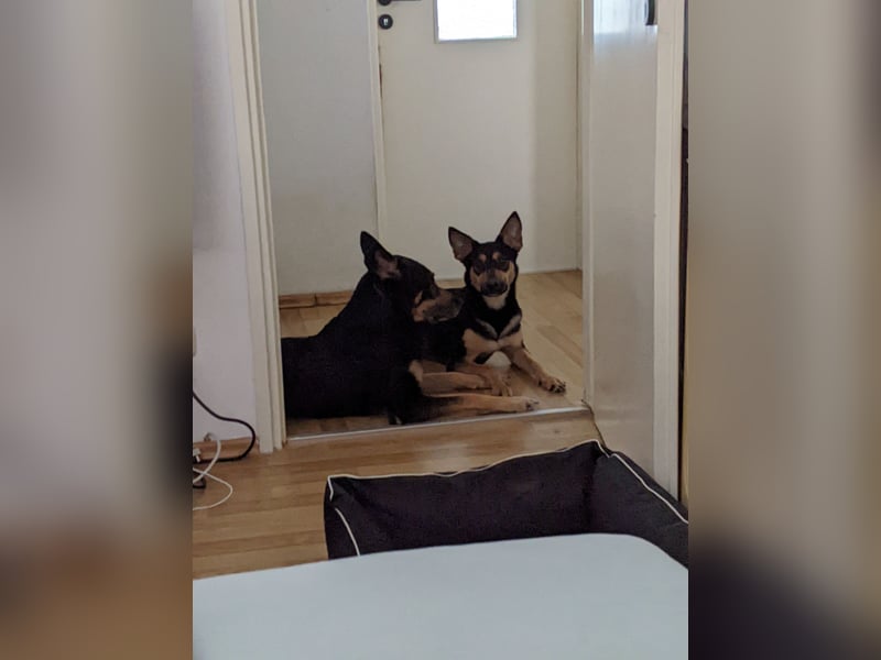 Zwei wunderschöne belgische schäferhunde Mischlinge zu verkaufen