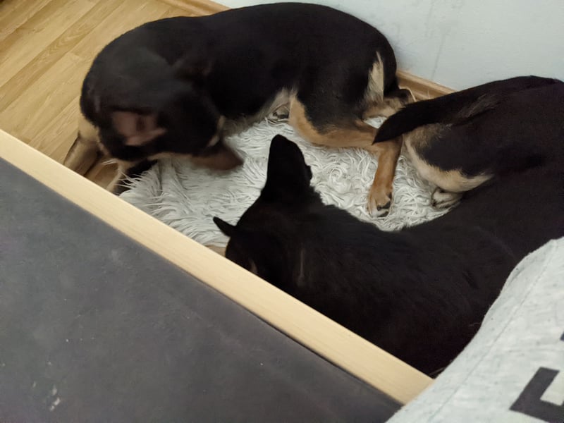 Zwei wunderschöne belgische schäferhunde Mischlinge zu verkaufen