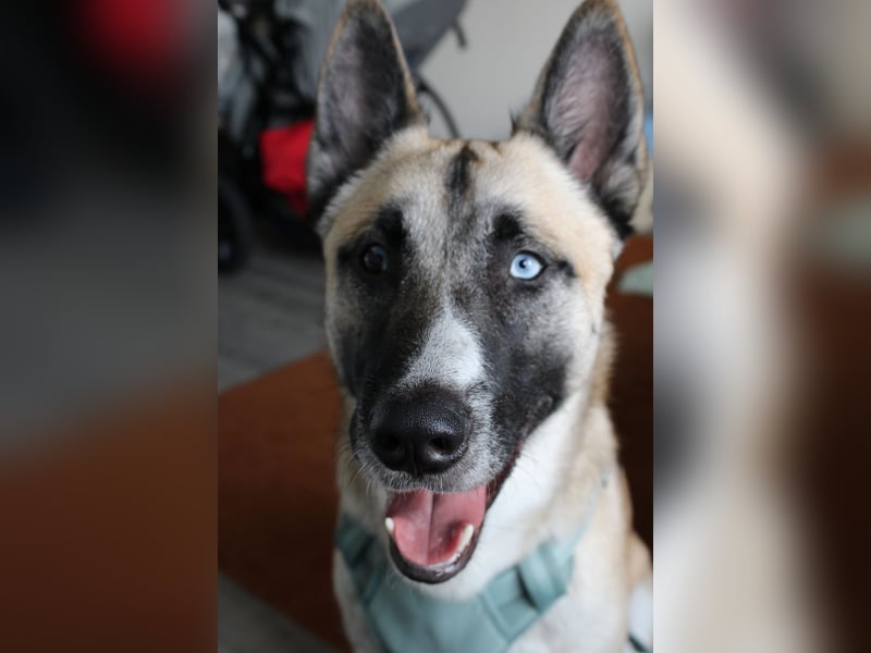Husky - Malinois Mischling