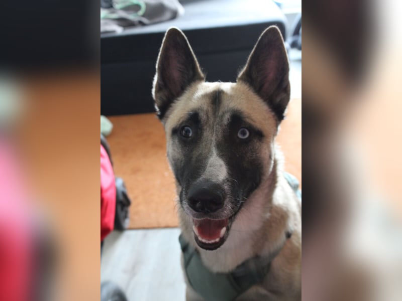 Husky - Malinois Mischling