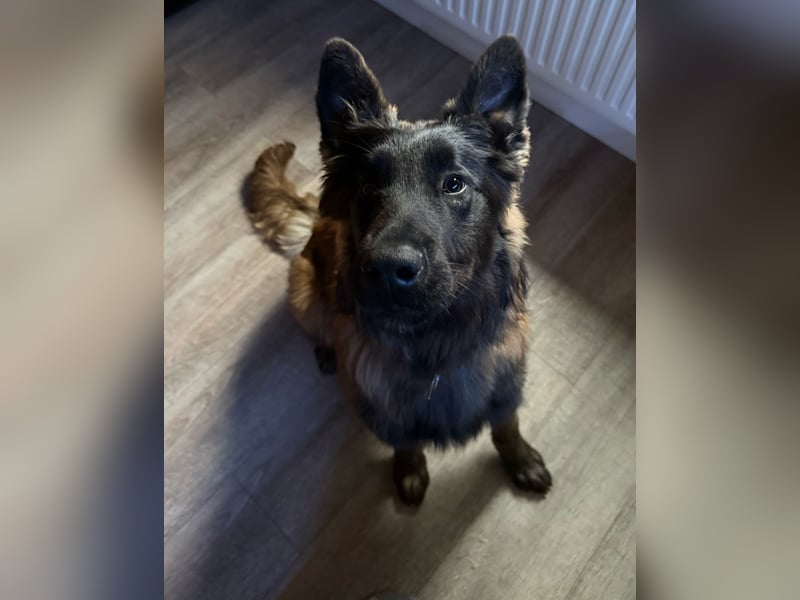Belgischer Schäferhund (Malinois) sucht ein neues Zuhause