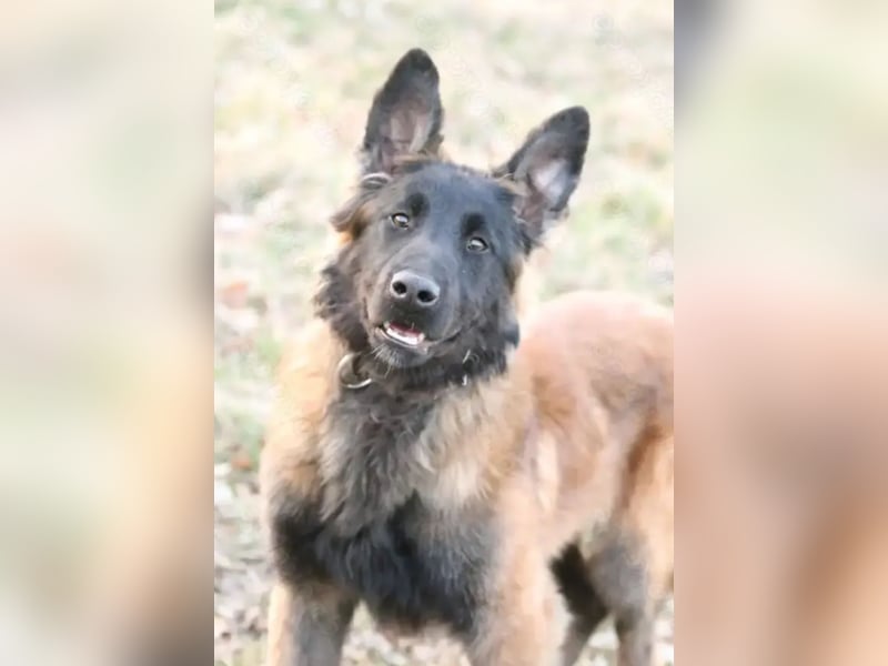 Belgischer Schäferhund (Malinois) sucht ein neues Zuhause