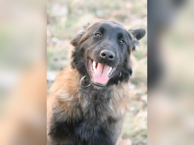 Belgischer Schäferhund (Malinois) sucht ein neues Zuhause