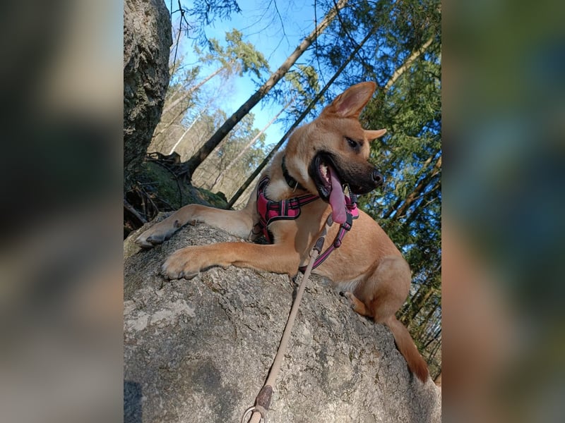 Belgischer Schäferhund mix