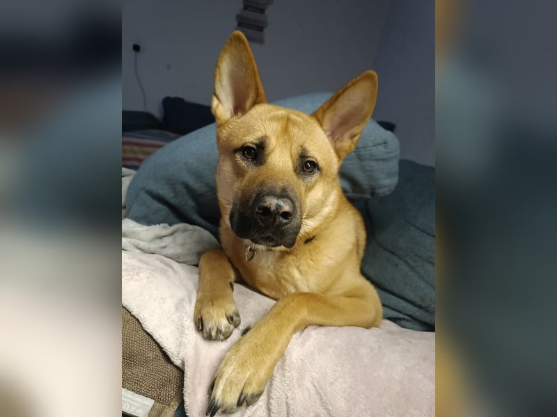 Belgischer Schäferhund mix