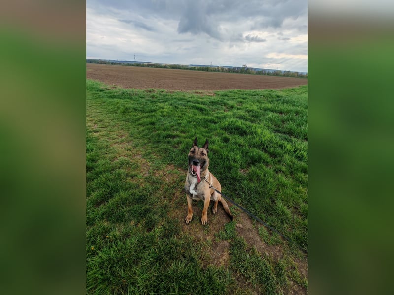 Malinois Rüde HD ED frei Rücken gesund