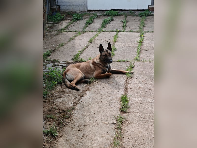 Malinois Rüde HD ED frei Rücken gesund