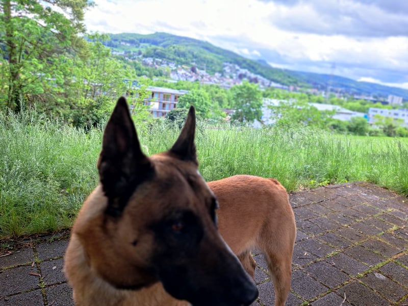Deckrüde Malino