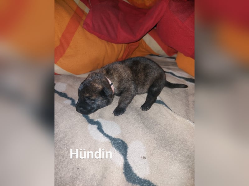 X Herder welpen