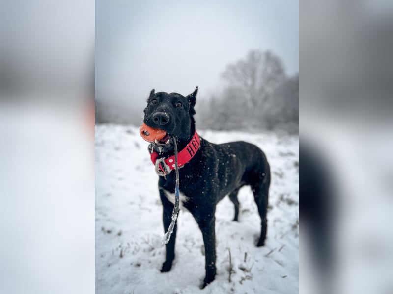 X Herder Rüde